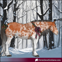 Horse Color:White Spotted Bay Splash  and White Spotted Bay Splash 
