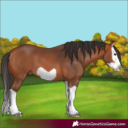 Horse Color:Bay Splash Frame 