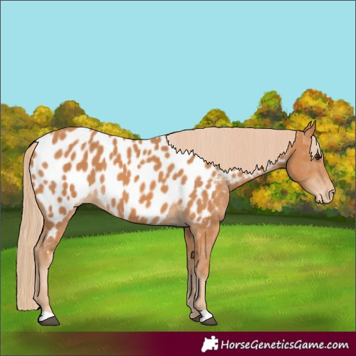 Horse Color:Chestnut Appaloosa 