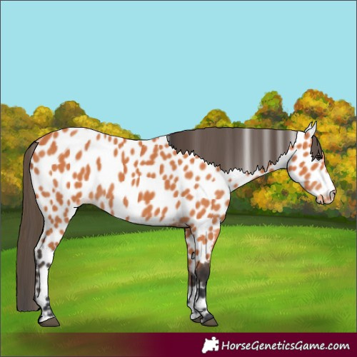 Horse Color:Bay Appaloosa 