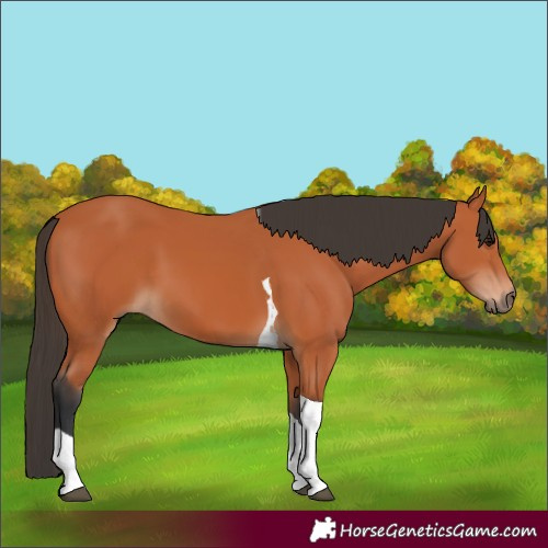 Horse Color:Bay Tobiano 