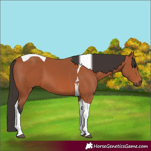 Horse Color:Bay Tobiano 