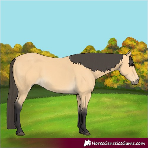 Horse Color:Buckskin