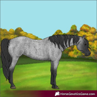 Horse Color:Blue Roan 