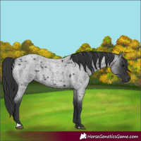 Horse Color:Blue Roan 