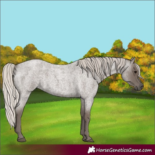 Horse Color:Silver Blue Roan