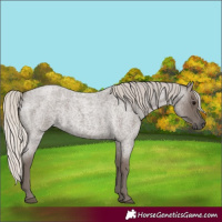 Horse Color:Silver Blue Roan 