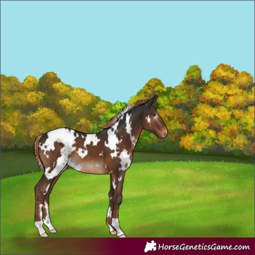 Horse Color:Gray White Spotted Liver Chestnut 
