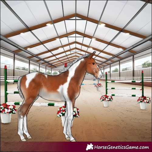 Horse Color:Silver Bay Sabino Tobiano 