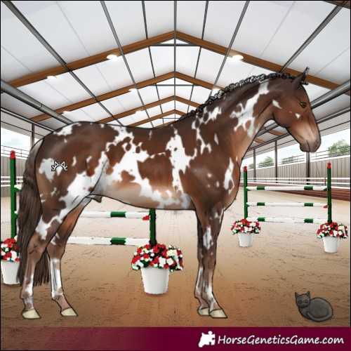 Horse Color:White Spotted Liver Chestnut 