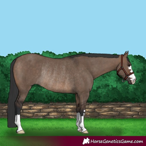 Horse Color:Brown Dun Rabicano 