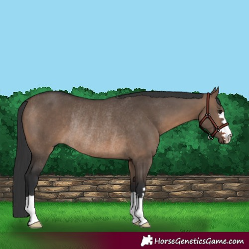 Horse Color:Brown Dun Rabicano 