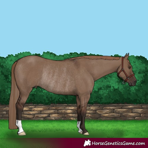 Horse Color:Liver Red Dun Rabicano
