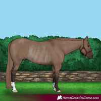 Horse Color:Liver Red Dun Rabicano 