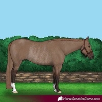 Horse Color:Liver Red Dun Rabicano 