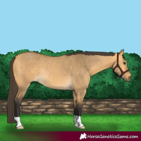 Horse Color:Buckskin Dun Rabicano 