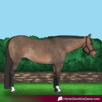 Horse Color:Bay Dun Rabicano
