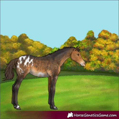 Horse Color:Buckskin Frame Appaloosa