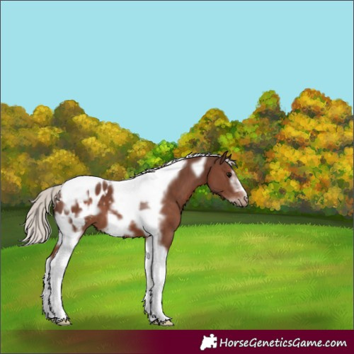 Horse Color:Silver Black Tobiano Frame Appaloosa 