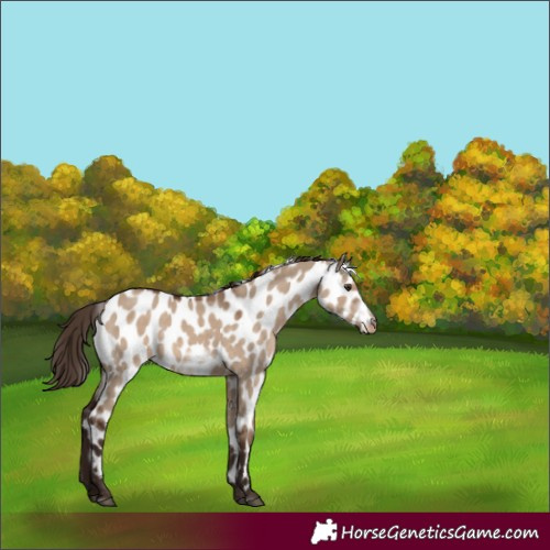 Horse Color:Liver Red Dun Frame Appaloosa 