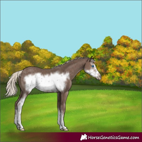 Horse Color:Silver Black Sabino Frame 