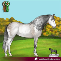 Horse Color:Gray Brown Dun Sabino 
