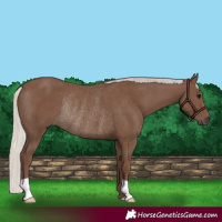 Horse Color:Silver Black Rabicano 