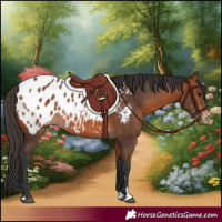 Horse Color:Bay Appaloosa