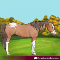 Horse Color:Bay Splash Snowcap 