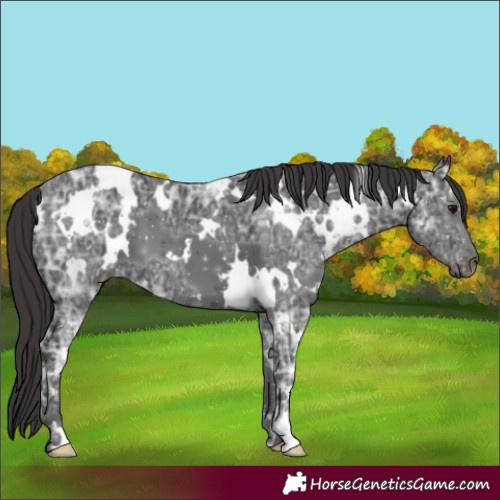 Horse Color:White Spotted Smoky Black Ice 