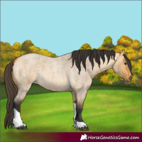 Horse Color:Buckskin Roan Dun Tobiano 