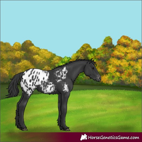 Horse Color:Black Blanket Rabicano