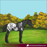 Horse Color:Black Appaloosa Rabicano 