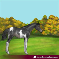 Horse Color:Black Tobiano Appaloosa Rabicano 