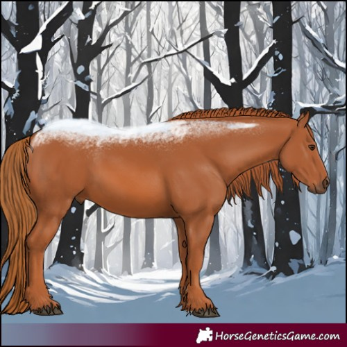 Horse Color:Chestnut 