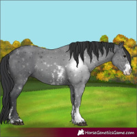 Horse Color:Black Sabino