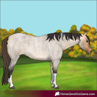 Horse Color:Buckskin Roan Dun Tobiano 