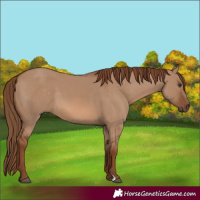 Horse Color:Red Dun