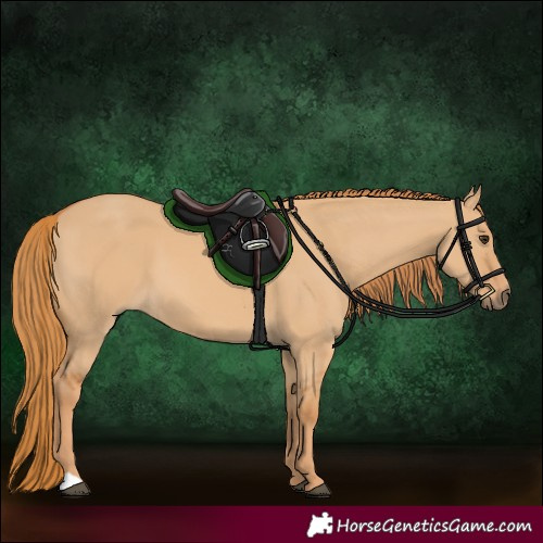 Horse Color:Red Dun 