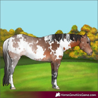 Horse Color:White Spotted Brown 