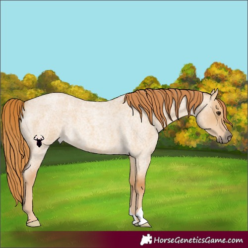 Horse Color:Red Dun Roan 
