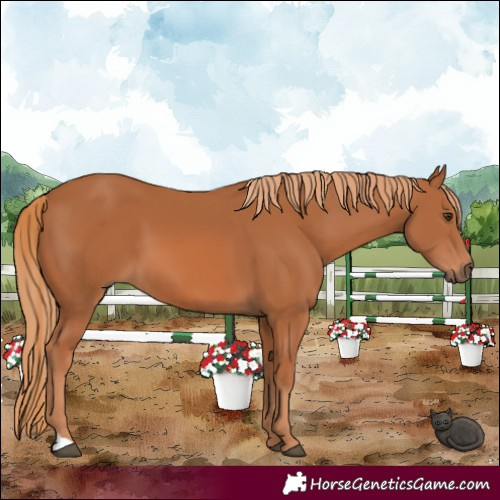 Horse Color:Chestnut 