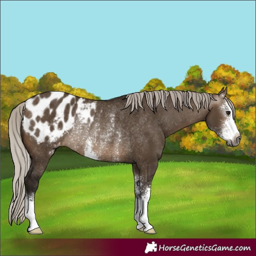 Horse Color:Gray Silver Brown Dun Sabino Blanket Rabicano
