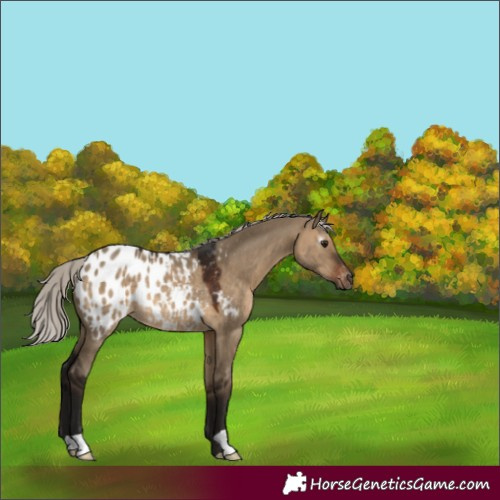 Horse Color:Gray Silver Brown Dun Appaloosa Rabicano 