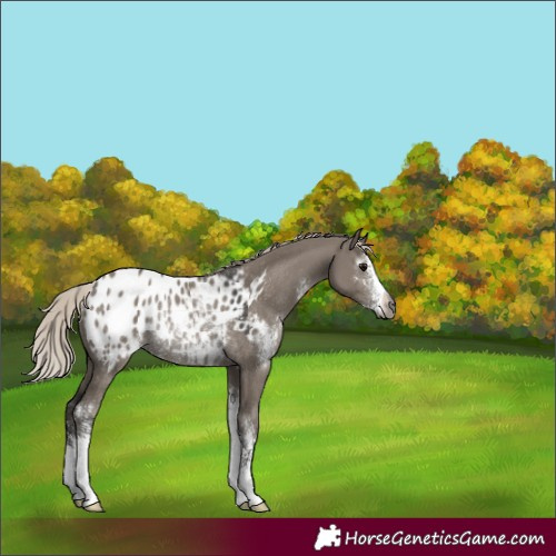 Horse Color:Gray Silver Grullo Sabino Appaloosa Rabicano 