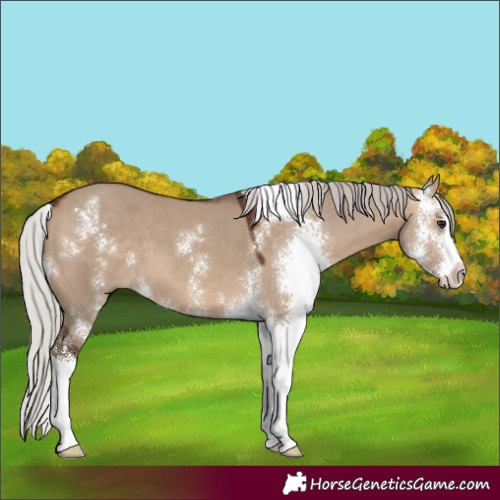 Horse Color:Silver Brown Dun Sabino 