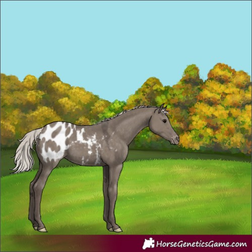 Horse Color:Silver Grullo Appaloosa 