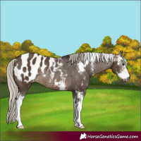 Horse Color:Gray Silver Brown Dun Sabino Appaloosa Rabicano