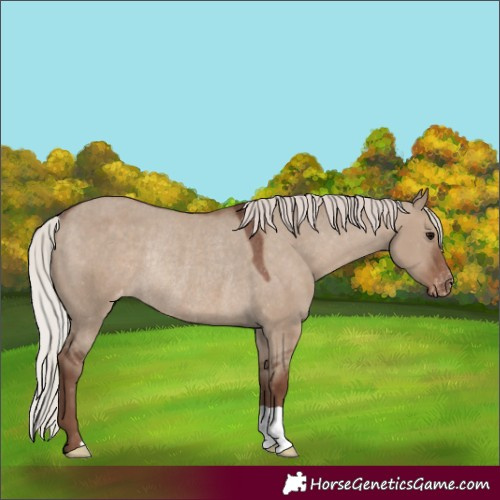 Horse Color:Silver Grullo Appaloosa Rabicano 