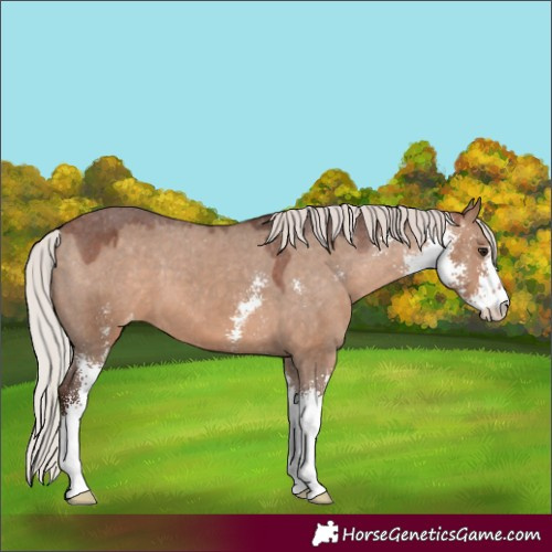Horse Color:Silver Brown Dun Sabino Varnish
